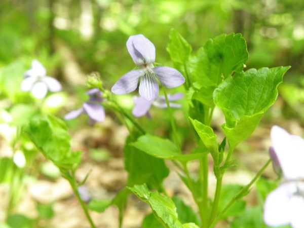 Macro Flower I