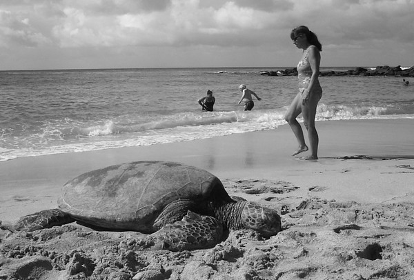 Sea Turtle in Hawaii