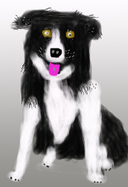 Border Collie O607