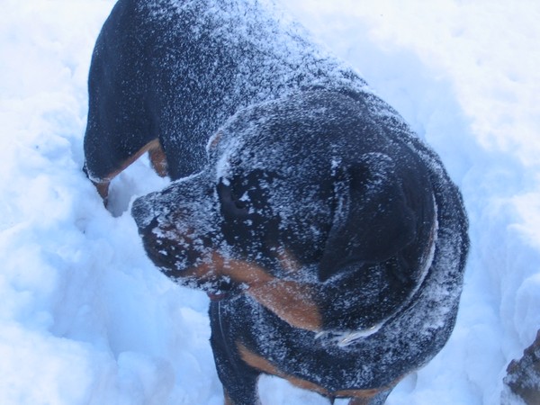Snow Baby