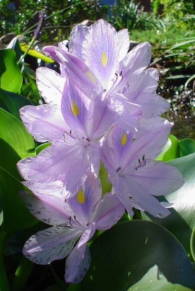 Lovely Lillies