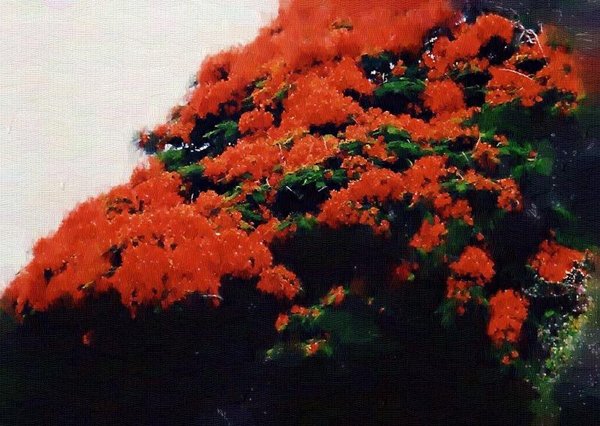 Royal Poinciana Tree