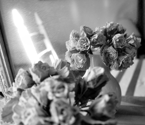 Rose Reflection