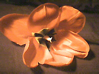 Flower from grandma