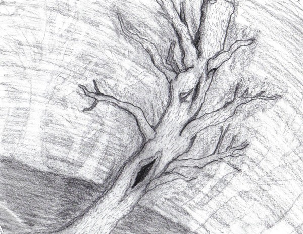 Forgotten Forest