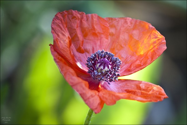 Poppy