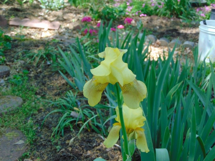 yellow Iris