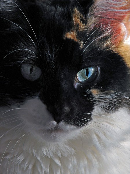 Cybele