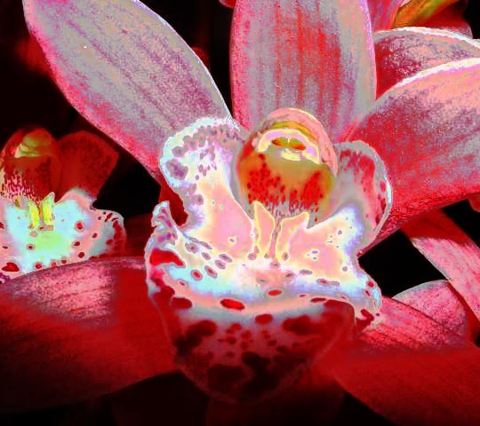 Orchid Movement