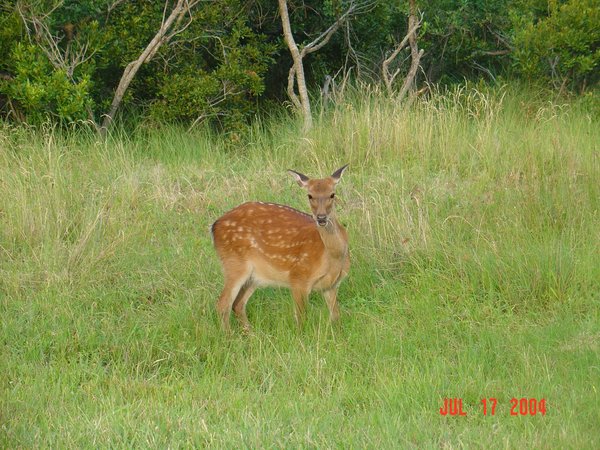 Dazed Deer