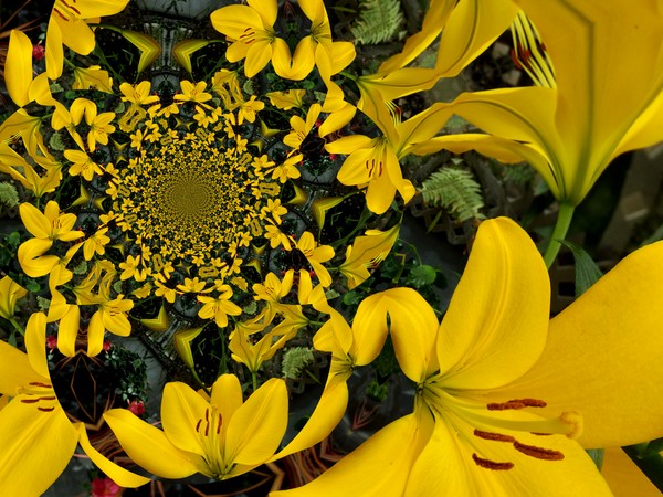 Yellow Lilies Abstract (One)