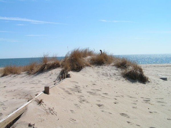 Doggy On The Dune