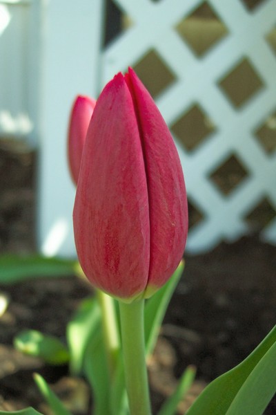 Sprung