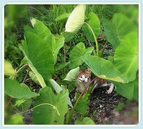 A Hiding Kitty