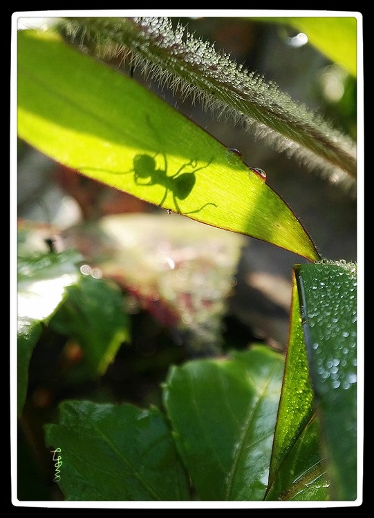 Shadow of an Ant