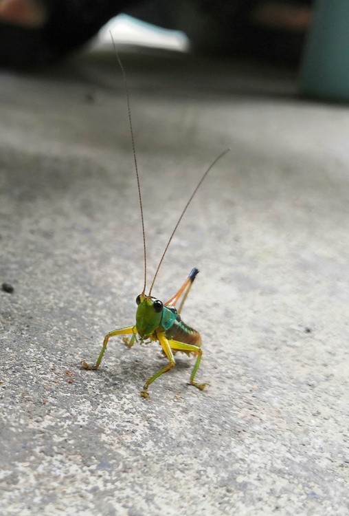 Cricket