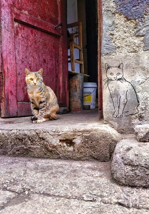 the cat and his picture