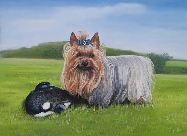 Sami-Ka, Yorkie