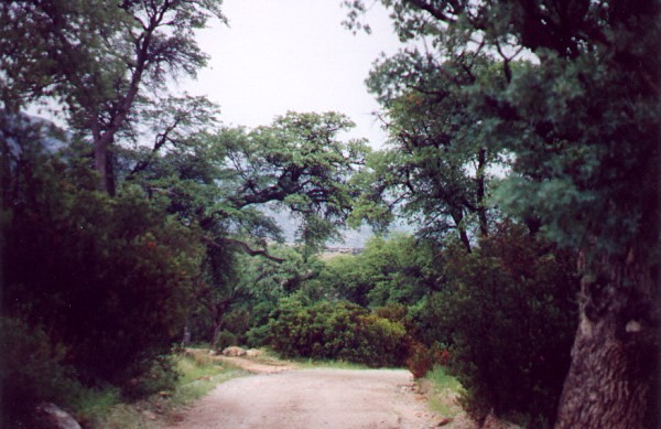 Rincon Mountains Road