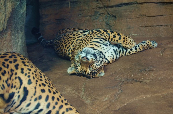 Pretty Kitty .....