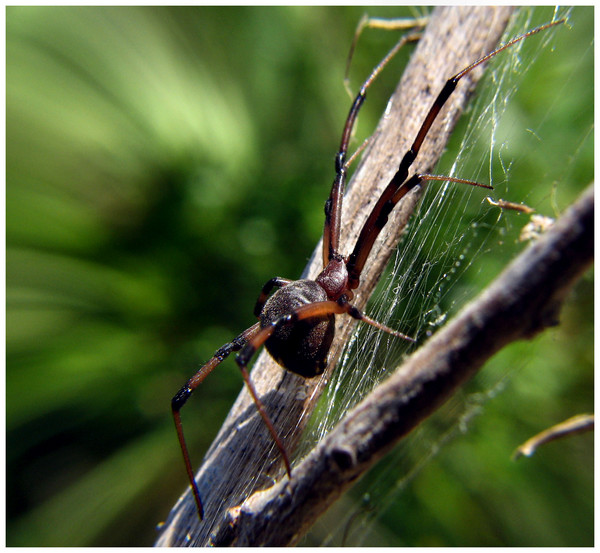 brown widow
