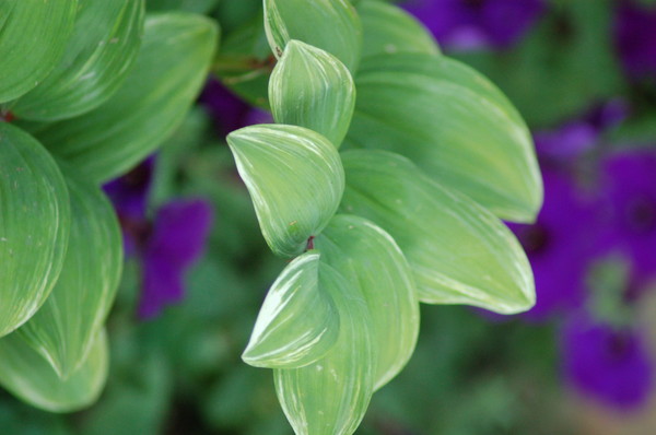Garden Delight