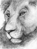 Lioness