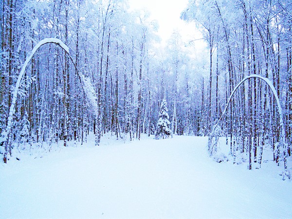 Birch Bows to Evergreen