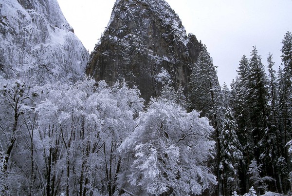 Snow Covered Trees