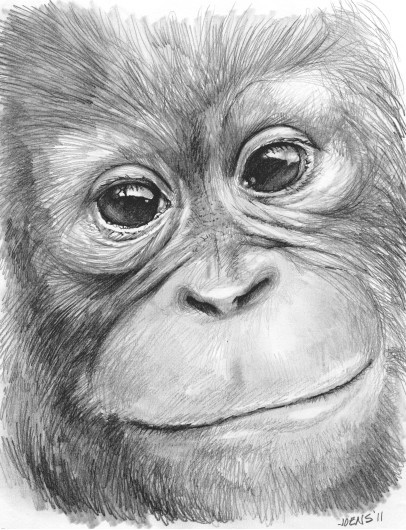 Sketch of the Day - Orangutan by Greg Joens | ArtWanted.com