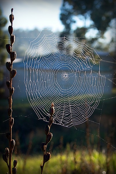 Charlotte's Web