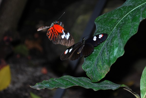 Ready to Mate