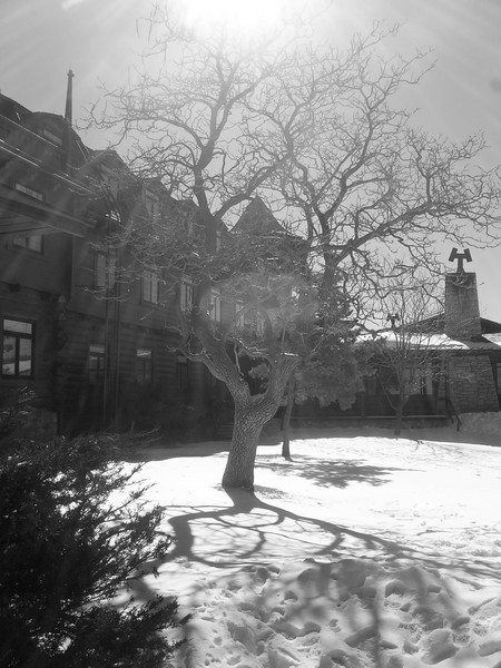 Winter Tree