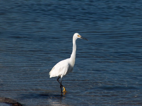 White Egret