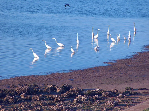 Egrets