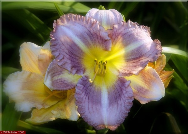 Daylily #3