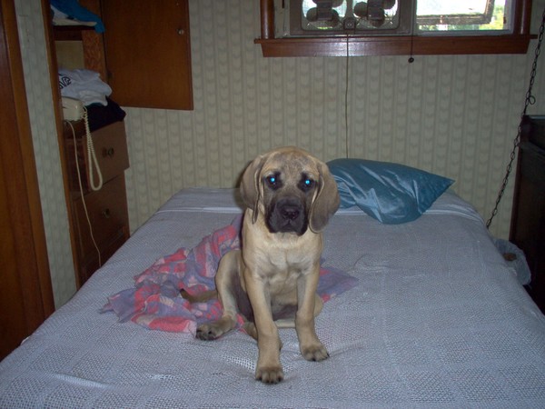 Diesel Reincarnated .AKA -Axle