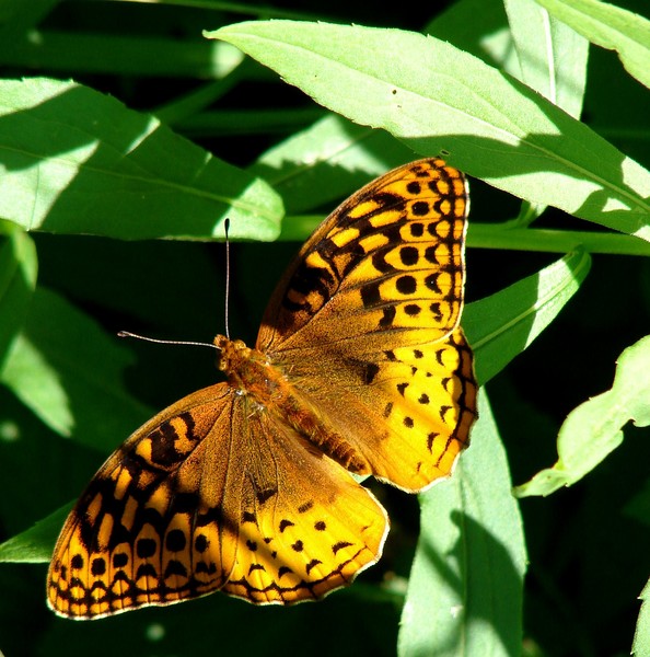 Greater Fritillary