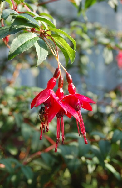 In bloom