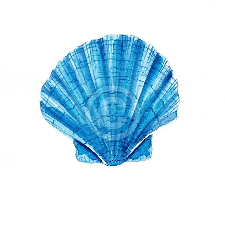 Sea Shell