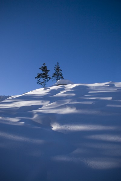 two pines