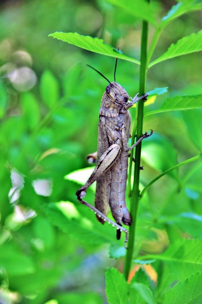 Grasshooper