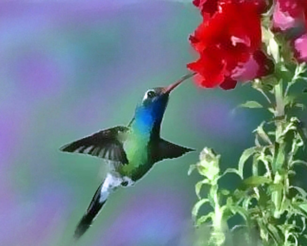 broad billed hummingbird 