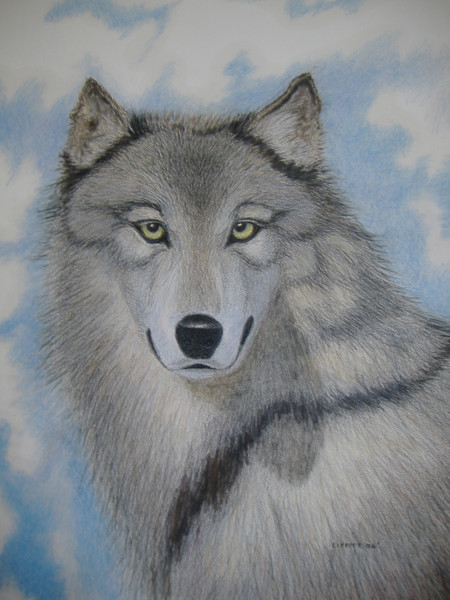 Wolf