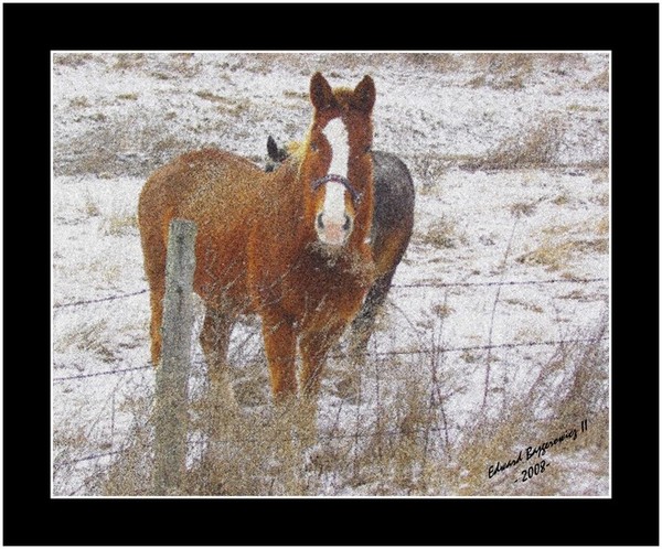 Winter Grazing