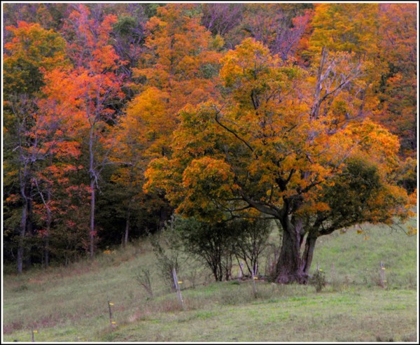 Alone And Among Other Trees