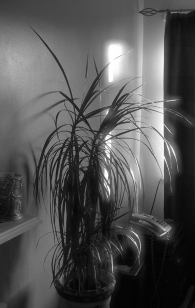 PLANTLIFE