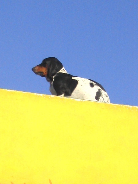 Dog on a Hot Oaxacan Roof