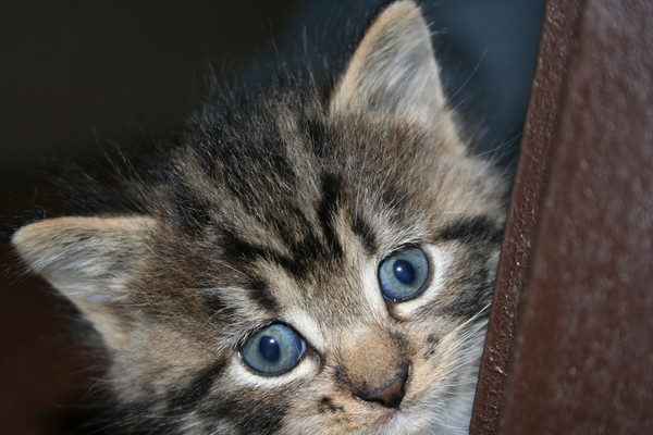 Curious