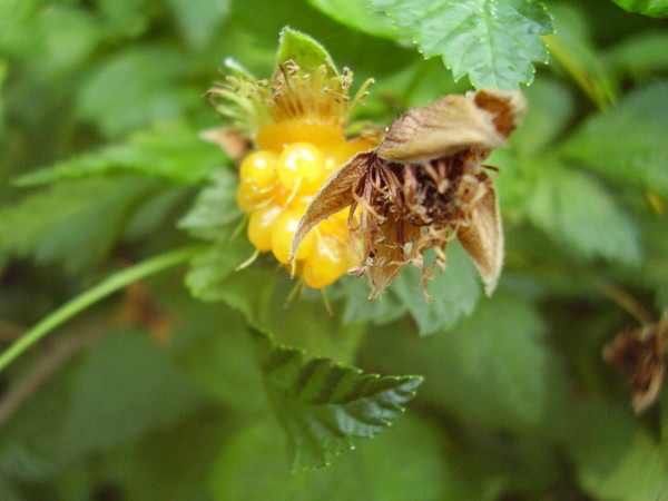 Nature12